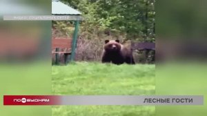 Медведи выходят к людям в разных районах Иркутской области