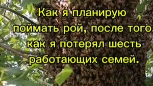 Как я планирую поймать рой пчёл, после того как потерял шесть работающих семей?