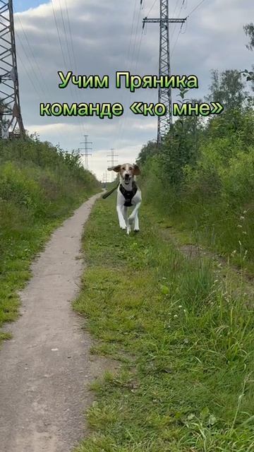 Пряник учит команду Ко мне