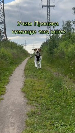 Пряник учит команду Ко мне