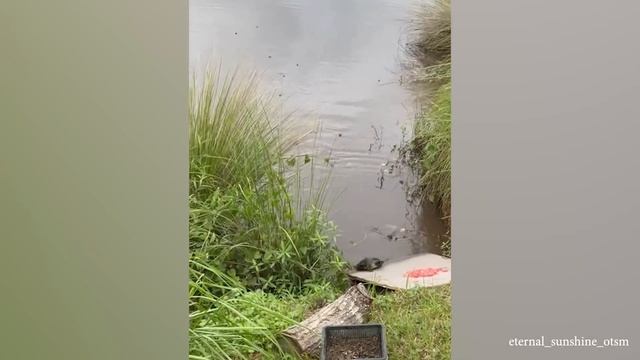 ЗАБАВНЫЕ ЖИВОТНЫЕ, которые заставят вас ЗАБЫТЬ ОБО ВСЕХ ВАШИХ ПРОБЛЕМАХ