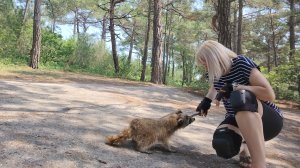 «Сосновка» красивые места Геленджик.