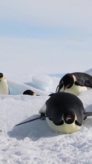 Осторожно, оживлённая трасса 🐧