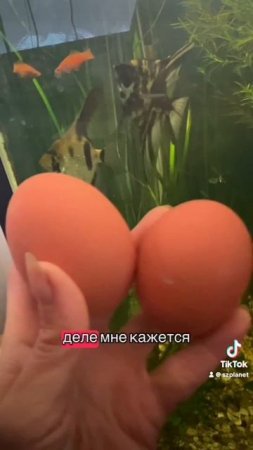 Чудо-яйцо с двумя желтками! Сюрприз из моего курятника!  #яйцо #яйца #eggs #egg #двухжелтковыеяйца