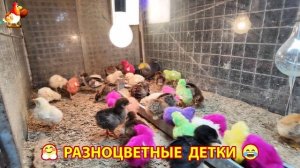 Цыплята и утята милые пушистики растут на радость хозяину (56)