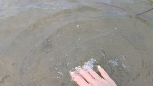 Отдыхаю на чередухе//На нас напала стая собак