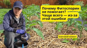 Фитоспорин разводят НЕ правильно большинство огородников!