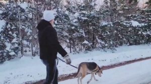 Девушка в кожаных Леггинсах на прогулке с собакой.