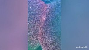 50 Интересных Моментов С Животными, Снятых На Камеру, Заставят Вас Рассмеяться 1