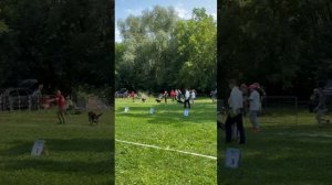 БЕБИ СУКИ / КЧК ТОЛЬЯТТИ 14 июня`25 Е.Пудеев Моно немецких овчарок