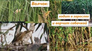 Кто ходит и ворчит в тростниках? Это птица - волчок (выпь малая). Голос волчка