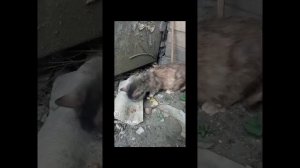 Слепая, на улице. голодная и беременная. нужна помощь.