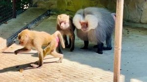 Люся ПРОСИТ ПРОЩЕНИЕ у Елисея, а Лида пользуется ситуацией и показывает, что она ГЛАВНАЯ САМКА!