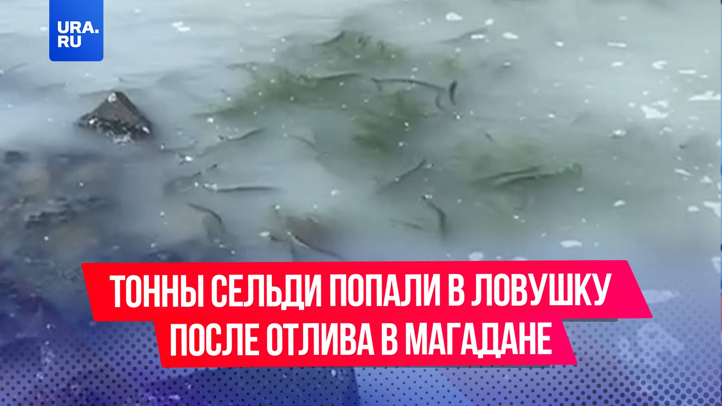 Сотни селедок оказались в ловушке из-за отлива в Магадане