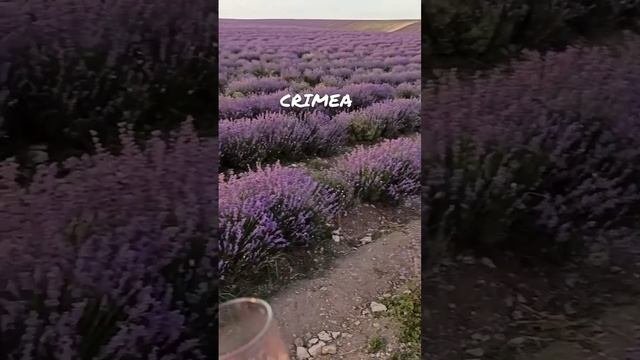 Ах эта ЛАВАНДА. Все на фотосессии отправляются Крым, Краснодарский край.