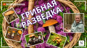 Грибная разведка 28 июня 2025. Всеволожский район.