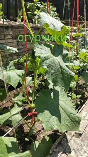 огурчики