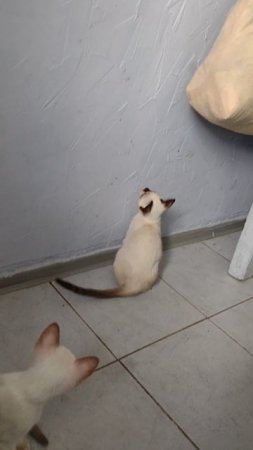 Котенок пытается поймать муху