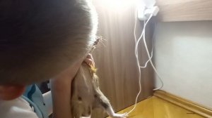 обзоры на нашу морскую свинку шоколадку