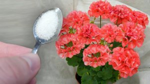 1 ложка под любое растение, и даже самый слабый куст обретёт зелень и зацветёт великолепно!