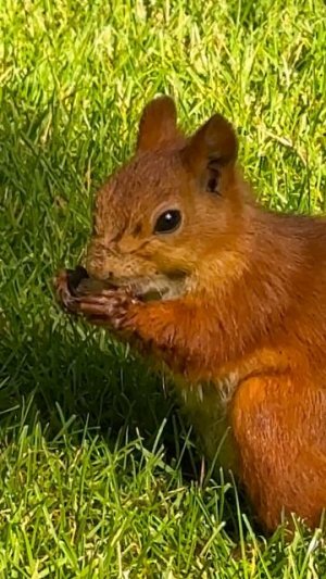 Белки в Японском саду 🐿️ Парк Галицкого