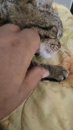 Ганс делает вид, что понимает, о чём я ему говорю.