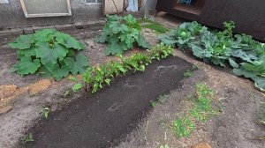 Сперва ждём, потом раздаем, жизнь на земле