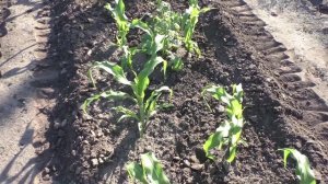 О пасынках кукурузы