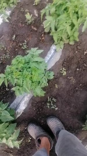 ПОМИДОРЫ, С ГОРЕМ ПО ПОЛАМ ВЫДЕРЖАЛИ.