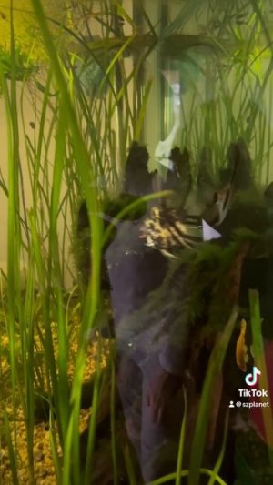 Рыбные отношения. Скалярии в процессе выяснений 🤣👌 Music 🎵 @volanicky #angelfish #fishtanklife
