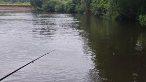 лодоч. мотор ФЛЭЙЗЕР 4,0 рыбалка на гон. дождь .но не без рыбы.