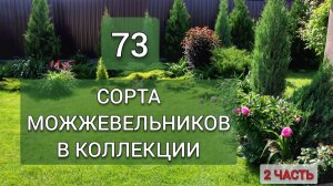 73 СОРТА МОЖЖЕВЕЛЬНИКОВ В КОЛЛЕКЦИИ. 2 ЧАСТЬ - 36 СОРТОВ. ИЮНЬ 2025г.