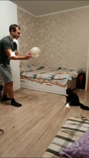 Смешные коты #63-3