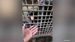 50 невероятных моментов с животными, снятых на камеру
