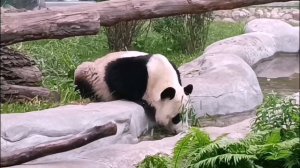 🐼 Панда Катюша наслаждается своей лучшей жизнью: кушает и получает удовольствие от внимания фанатов