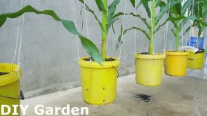 Выращивание кукурузы в пластиковых вёдрах