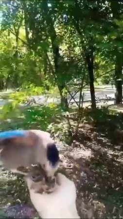 Привет от соек!