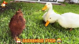 Забавные утки мускусные и пекинские на свободном выгуле ч.(100) ❣️🤗😂