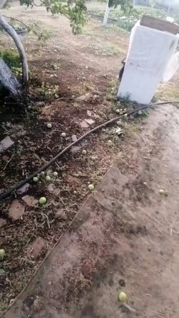 ЯБЛОНИ И ГРУША УСТОЯЛИ ПЕРЕД УРАГАНОМ.