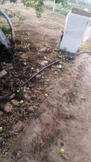 ЯБЛОНИ И ГРУША УСТОЯЛИ ПЕРЕД УРАГАНОМ.