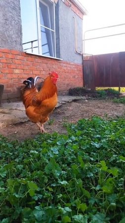 куриц для счастья много не бывает