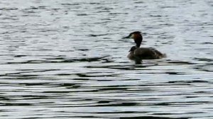 Чомга — маленькая утка с очаровательным нарядом