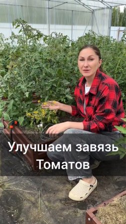 Как улучшить завязь томатов.