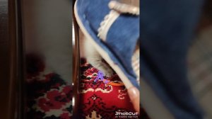 Люсеньке посвящается 💥