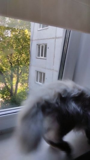 Боняшечка и свежий воздух