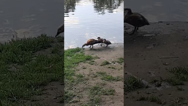 Семья Огарей Часть 2