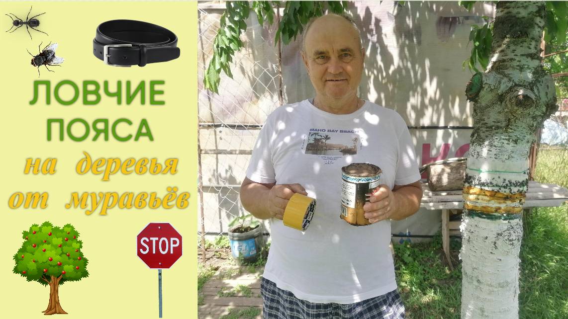 Ловчие пояса на плодовые деревья от муравьёв