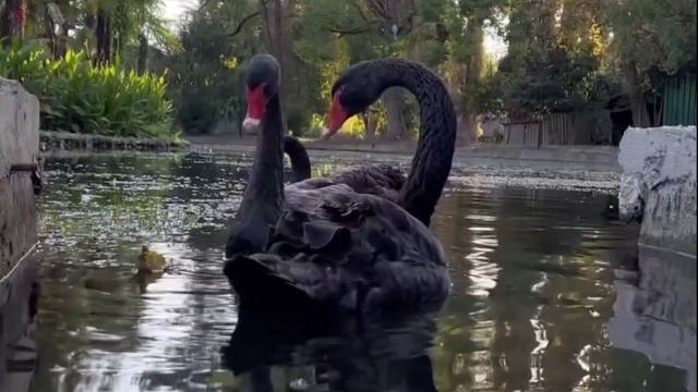 Лебеди  Афона(Абхазия)
