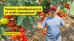 Рецепт удивительной подкормки томатов, о которой больше нигде не расскажут!