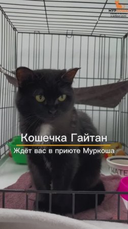 Гайтан ждёт вас в приюте #Муркоша